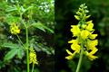 Melilotus officinalis